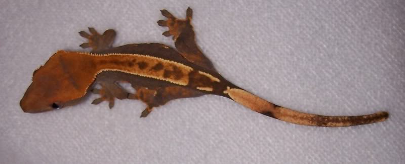 Partial Pin Crested