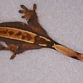 Partial Pin Crested