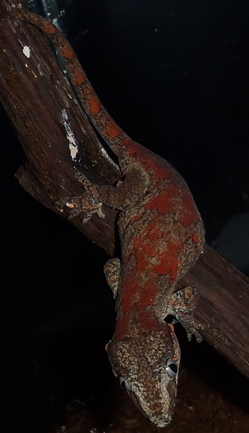 Red blotched gargoyle