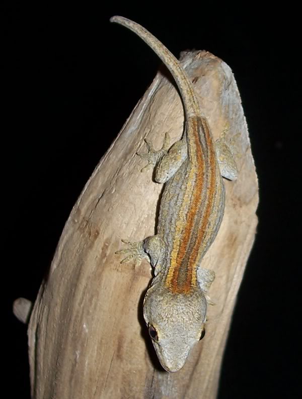 Striped Gargoyle