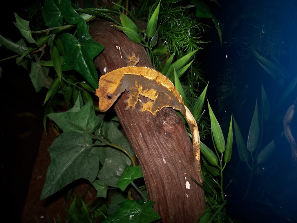 Crested Gecko