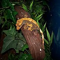 Crested Gecko