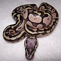 Super Pastel