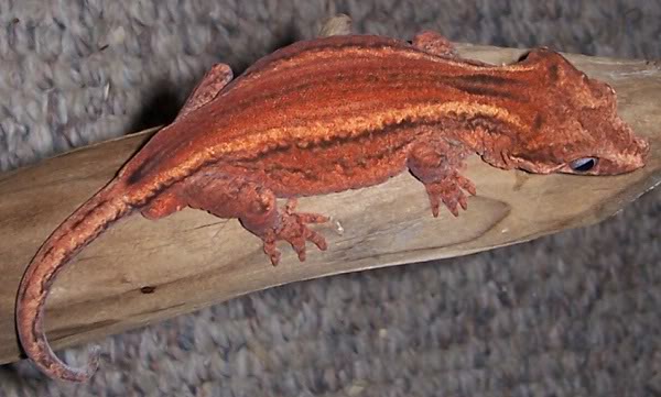 Super stripe gargoyle