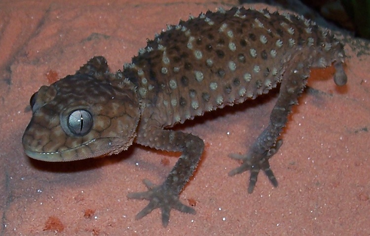 Pintupi