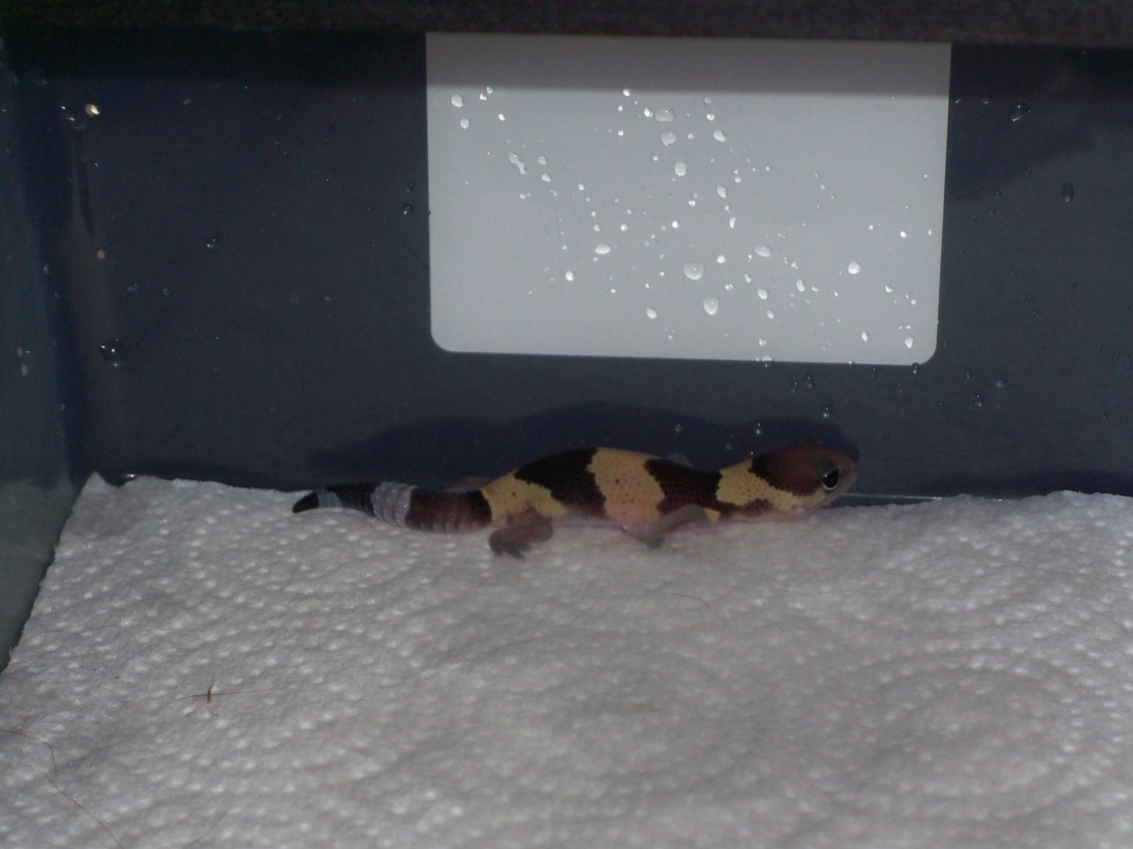 New Pic Of Baby Aft Gecko