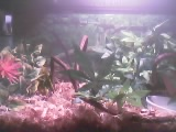 BABY BALL'S SETUP