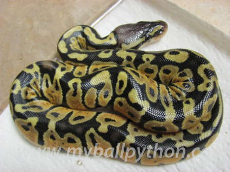 2 Baby Ball Python (s) Snakes (Both Females) (Pastel/Normal)