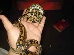 2 Baby Ball Python (s) Snakes (Both Females) (Pastel/Normal)