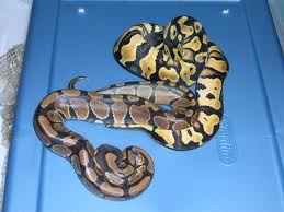 2 Baby Ball Python (s) Snakes (Both Females) (Pastel/Normal)