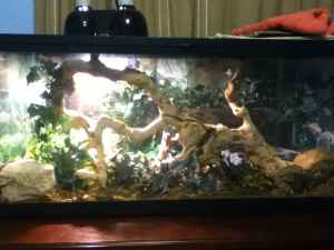 2 Baby Ball Python (s) Snakes (Both Females) (Pastel/Normal)
