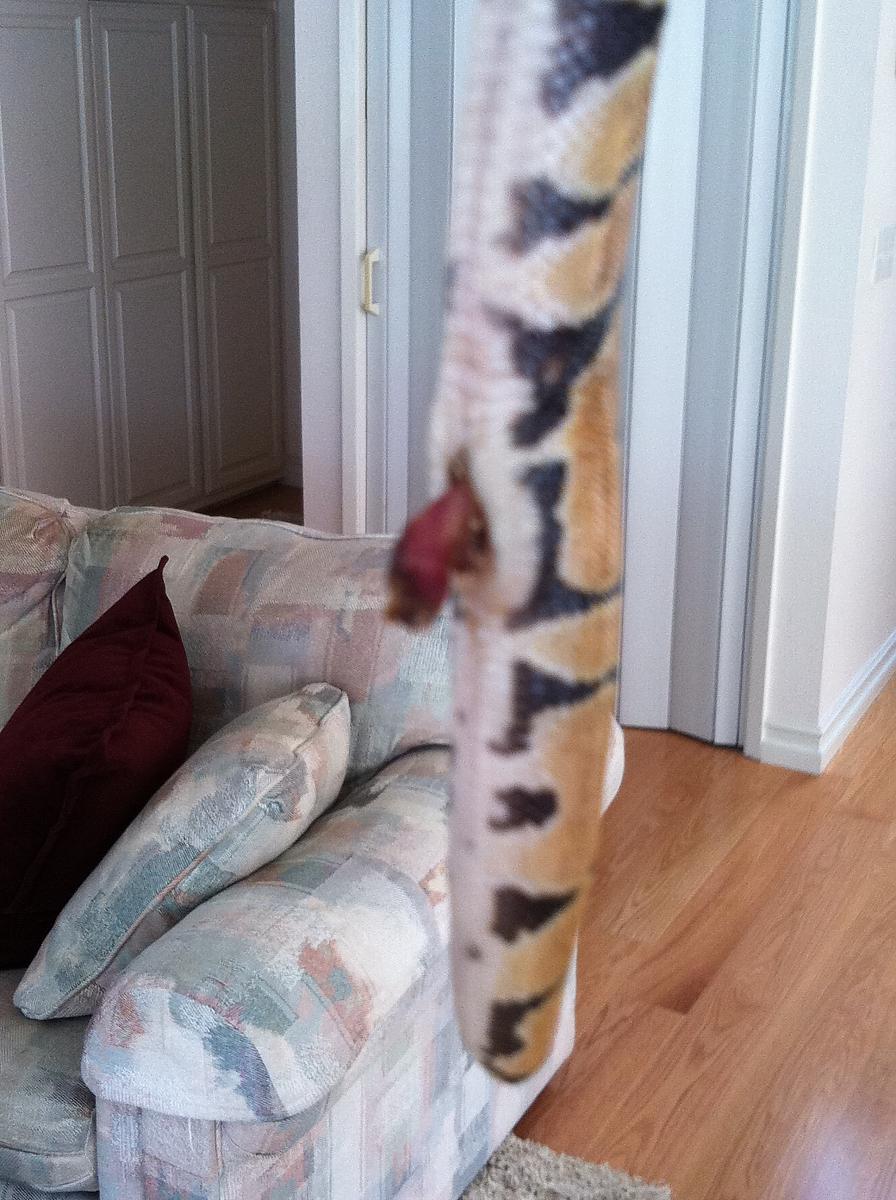 Umbilical cord problem