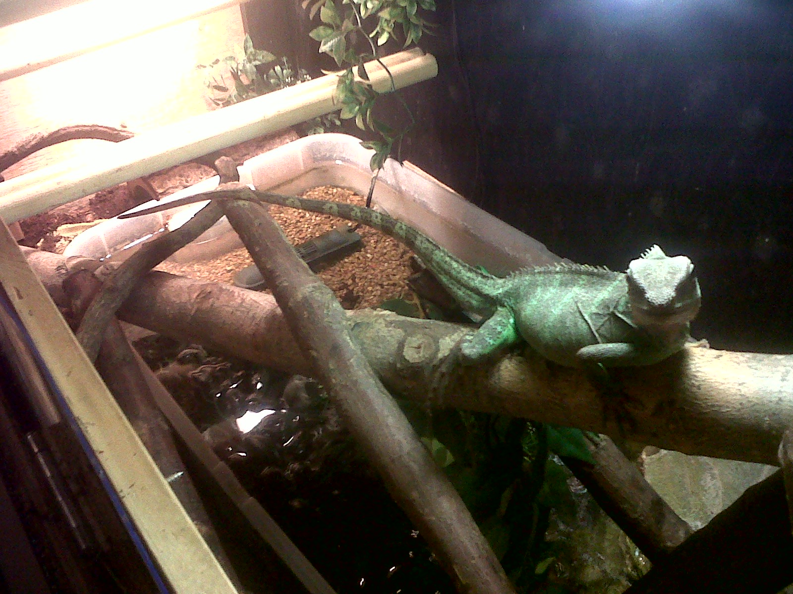Petz