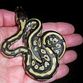 Mojave and granite hatchlings from 2011