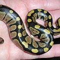Mojave and granite hatchlings from 2011