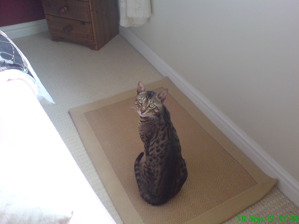 male leopard spotted bengal