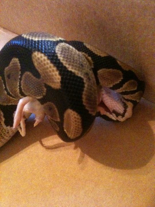 First BP