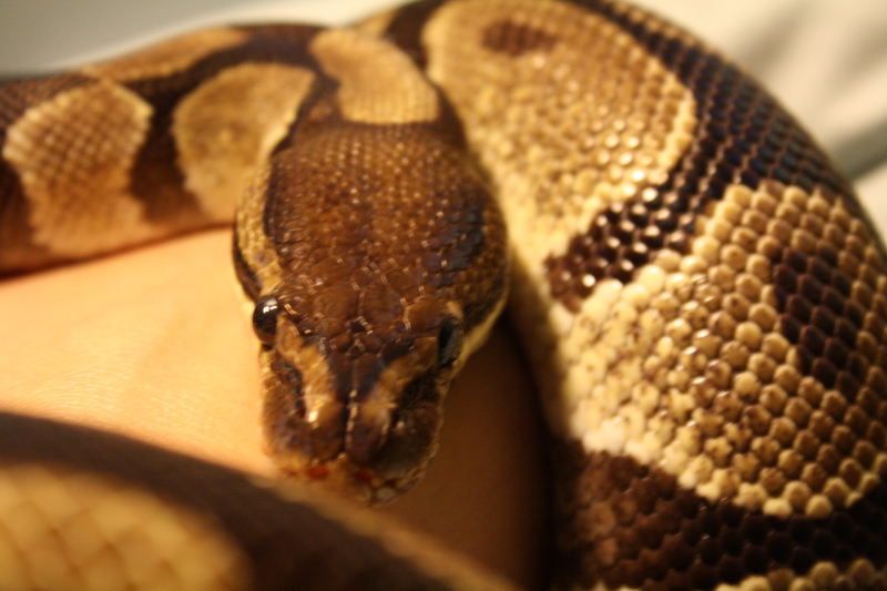 eye