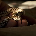 Augustus(western hognose)