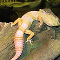 BubbleGum gecko