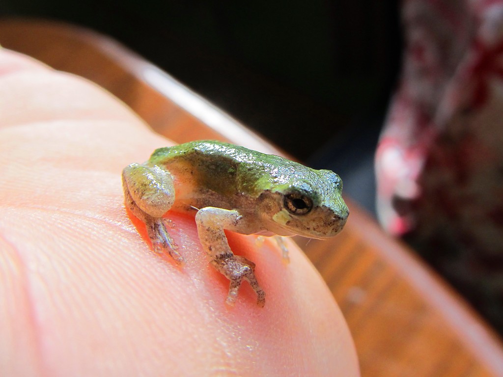 my Lil ohio tree frog!