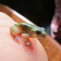 my Lil ohio tree frog!