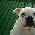 2011 0.1 english bulldog (Lily)