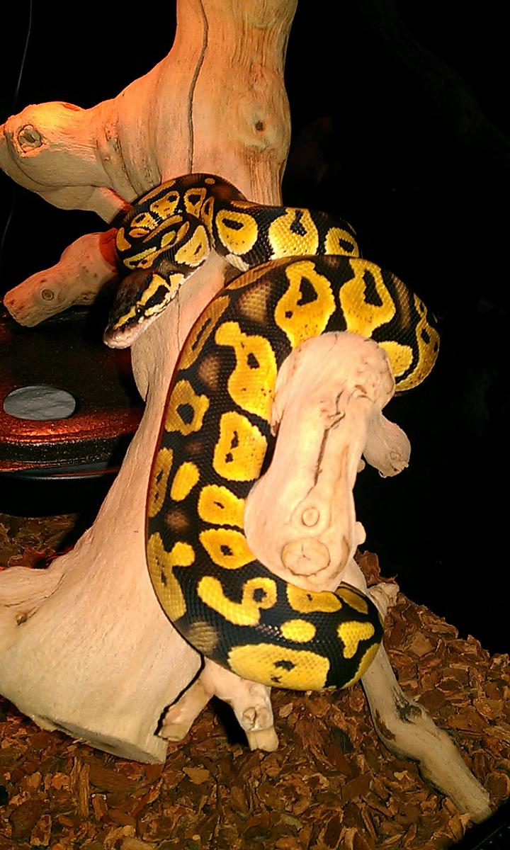 Stella