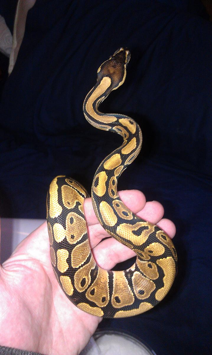 female het albino