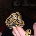 female het albino 