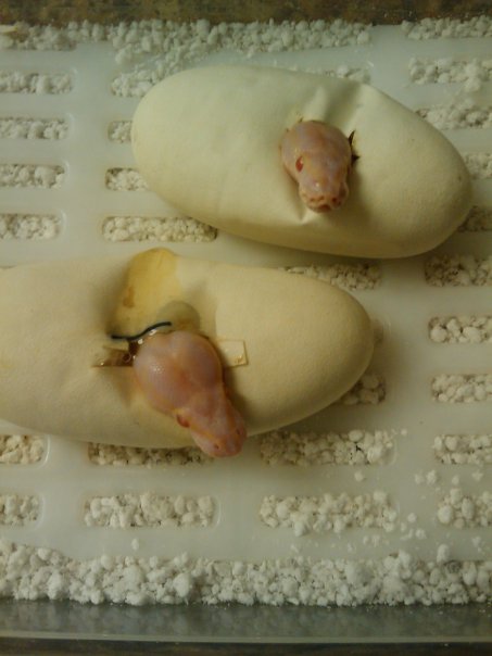 Albino Hatchlings