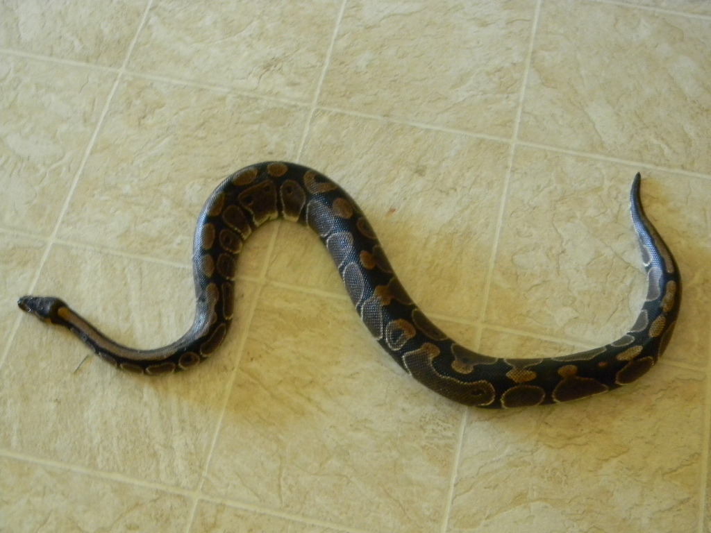Female Dinker
