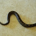 Female Dinker