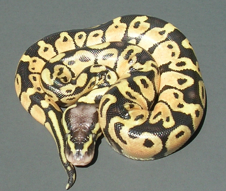 Pastel