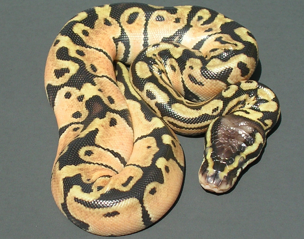Pastel