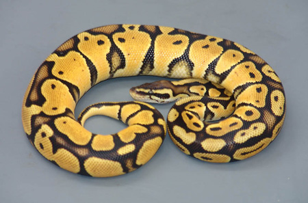 Pastel