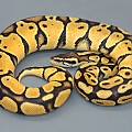 Pastel