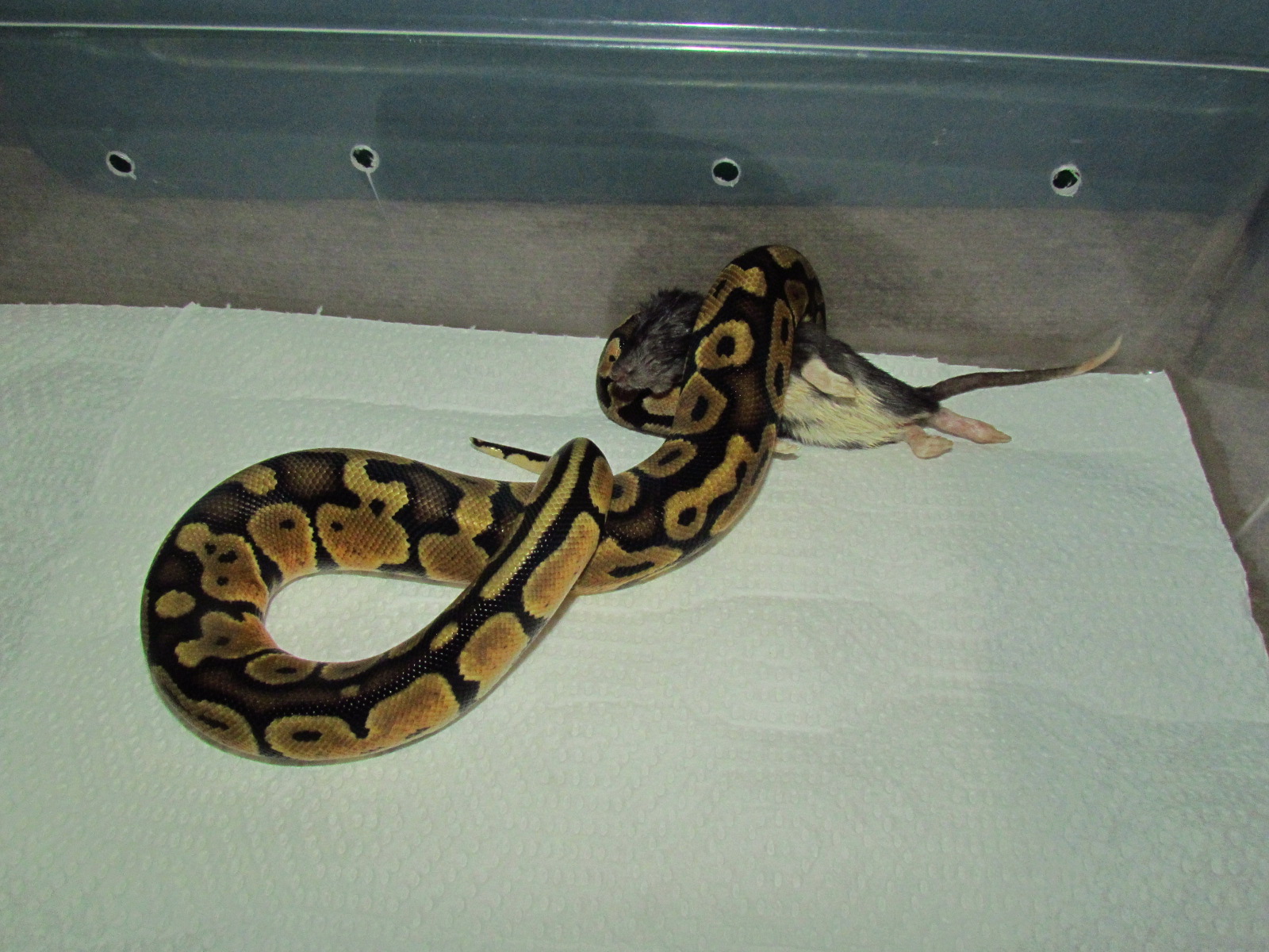 Hades fresh shed and having dinner:)