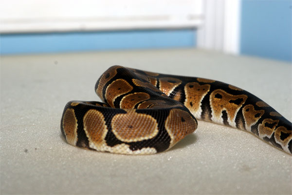 Monty