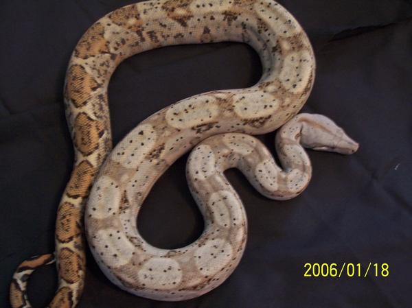 55