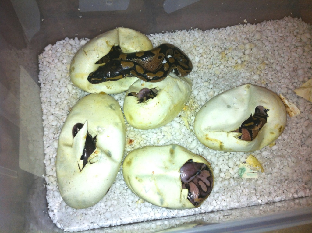Ball Pythons