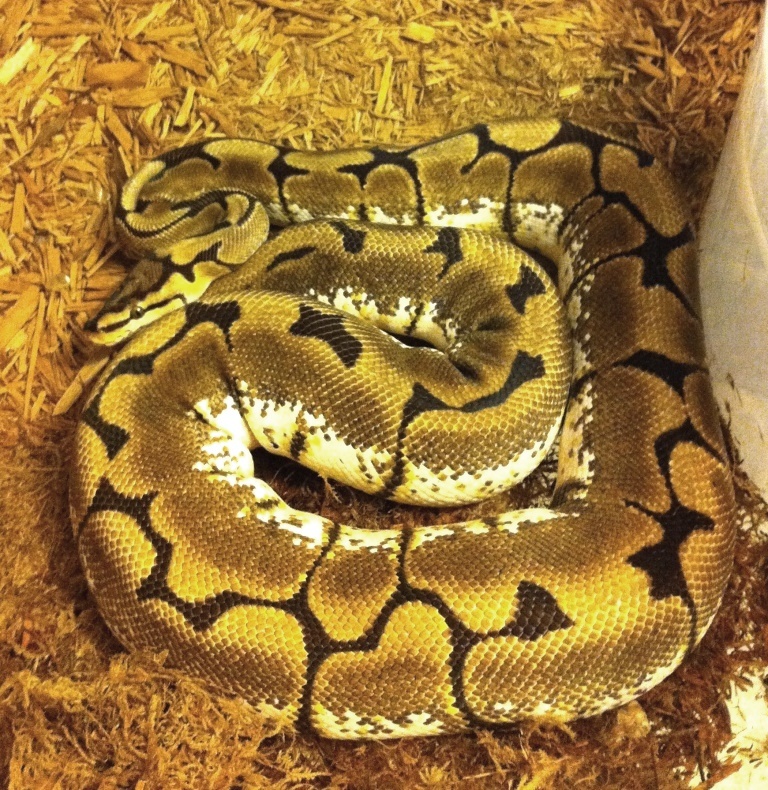Ball Pythons