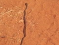 gopher snake