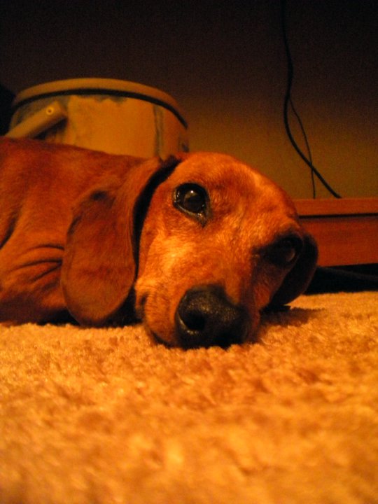 Rusty Puppy