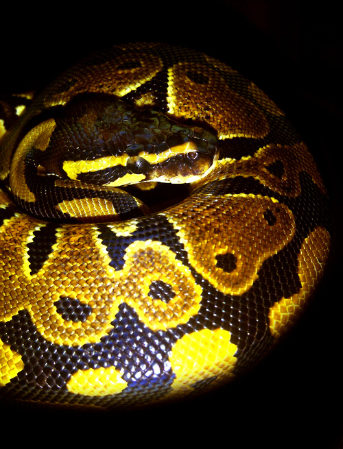 Kaa