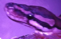 deep purple