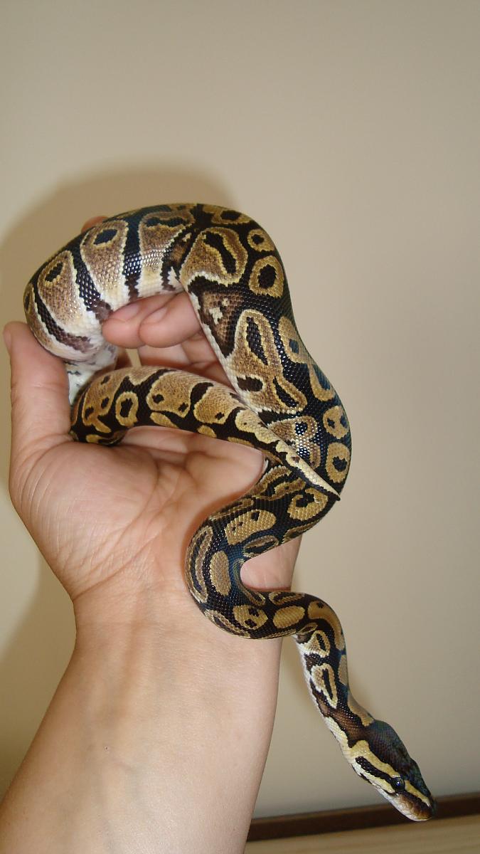Odd Pattern Normal Female