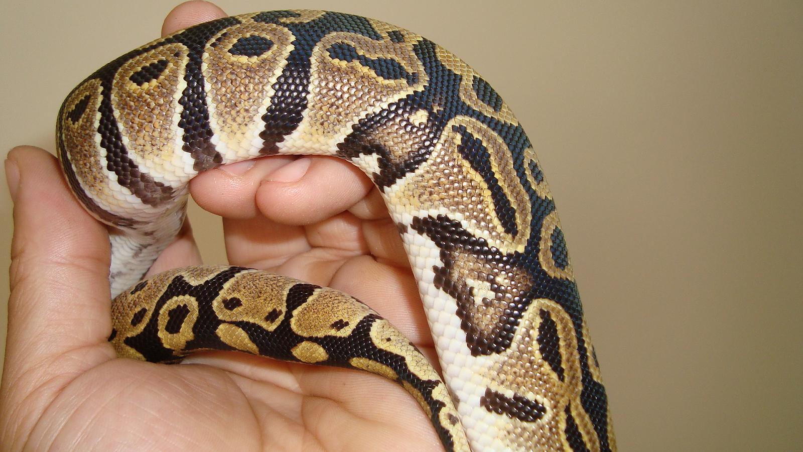 Odd Pattern Normal Female