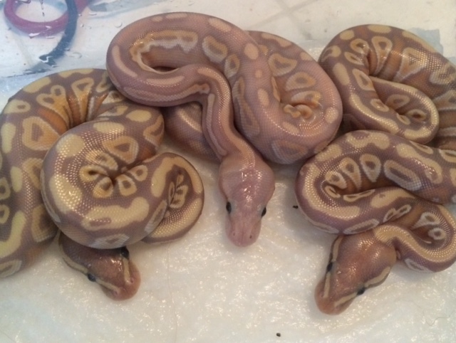 Banana Savannah