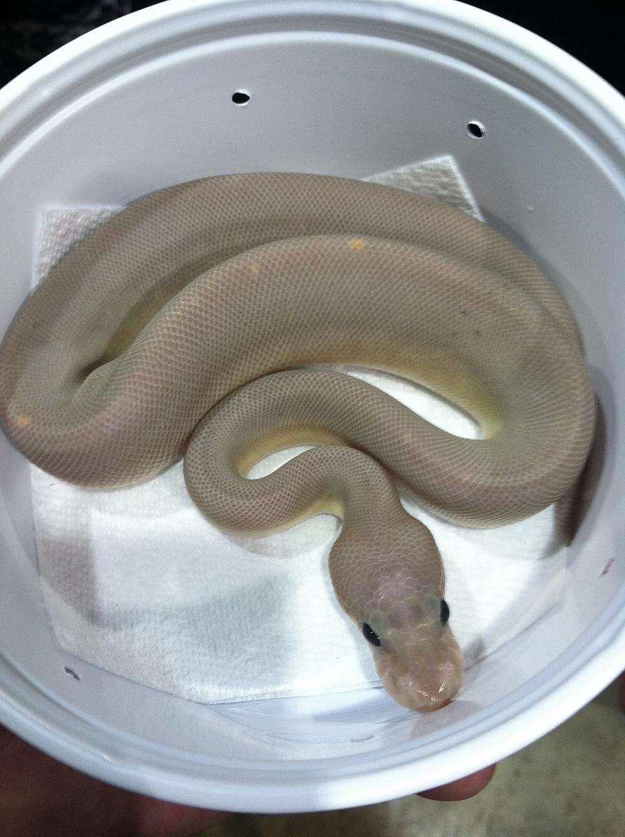 Super Black Pastel Banana